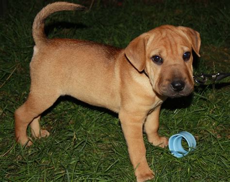 sharp eagle puppy|sharp eagle dog temperament.